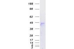 Validation with Western Blot