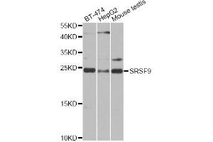 Western blot analysis of extracts of various cell lines, using SRSF9 antibody (ABIN6293561) at 1:1000 dilution. (SFRS9 抗体)