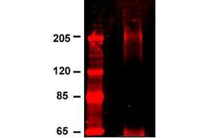 Cav1 2(S57-46) IP from INS-1E cells stained with anti-Cav1. (CACNA1C 抗体  (AA 1507-1733))