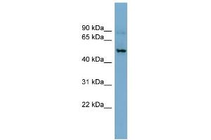WB Suggested Anti-SLC1A1 Antibody Titration:  0. (SLC1A1 抗体  (N-Term))