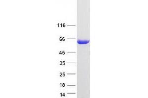 Western Blotting (WB) image for Protein Kinase C and Casein Kinase Substrate in Neurons 1 (PACSIN1) protein (Myc-DYKDDDDK Tag) (ABIN2728109)