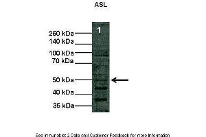 Lanes:   Lane1: 10 ug COS-7 cell lysate  Primary Antibody Dilution:   1:1000  Secondary Antibody:   Anti-rabbit HRP  Secondary Antibody Dilution:   1:2000  Gene Name:   ASL  Submitted by:   Shawn Elms. (ASL 抗体  (Middle Region))