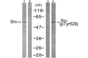 Western blot analysis of extracts from 293 cells using Src (Ab-529) antibody (E021168, Lane1 and 2) and Src (phospho-Tyr529) antibody (E011153, Lane 3 and 4). (Src 抗体  (pTyr529))