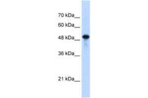 Western Blotting (WB) image for anti-Septin 10 (SEPT10) antibody (ABIN2463183) (Septin 10 抗体)