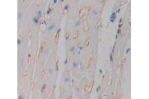 IHC-P analysis of Mouse Tissue, with DAB staining. (TNFRSF10B 抗体  (AA 233-367))