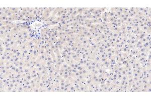 Detection of GRN in Rat Liver Tissue using Polyclonal Antibody to Granulin (GRN) (Granulin 抗体  (AA 44-255))