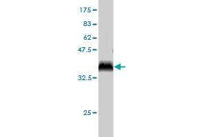 Western Blot detection against Immunogen (36.