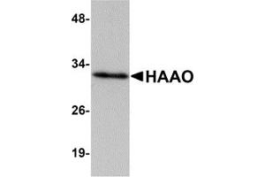 Western Blotting (WB) image for anti-3-hydroxyanthranilate 3,4-Dioxygenase (HAAO) (N-Term) antibody (ABIN1031399)