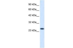 Western Blotting (WB) image for anti-Charged Multivesicular Body Protein 3 (CHMP3) antibody (ABIN2460955)