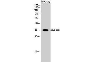 Western Blotting (WB) image for anti-Myc Tag antibody (ABIN3180425) (Myc Tag 抗体)