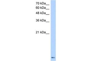 Western Blotting (WB) image for anti-Zinc Finger Protein 706 (ZNF706) antibody (ABIN2460627) (ZNF706 抗体)