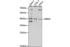 Western blot analysis of extracts of various cell lines, using RBMX/hnRNP G antibody (ABIN7270092) at 1:1000 dilution. (RBMX 抗体  (AA 1-95))