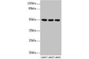 Western blot All lanes: MOCS3 antibody at 4. (MOCS3 抗体  (AA 271-460))
