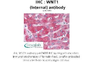 Image no. 1 for anti-Wingless-Type MMTV Integration Site Family, Member 1 (WNT1) (Internal Region) antibody (ABIN1740815) (WNT1 抗体  (Internal Region))