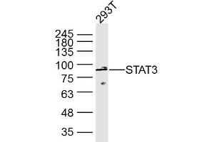 Western Blotting (WB) image for anti-Signal Transducer and Activator of Transcription 3 (Acute-Phase Response Factor) (STAT3) antibody (ABIN5011077)