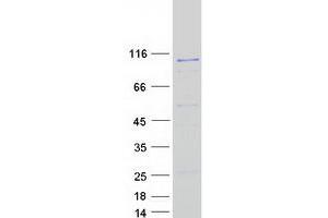 Validation with Western Blot (HERC6 Protein (Myc-DYKDDDDK Tag))