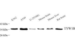 Western blot analysis of TYW1B (ABIN7076025) at dilution of 1: 3000 (TYW1B 抗体)