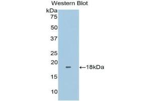 Detection of Recombinant FNDC5, Human using Polyclonal Antibody to Fibronectin Type III Domain Containing Protein 5 (FNDC5) (FNDC5 抗体  (AA 2-137))