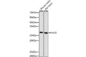 Western blot analysis of extracts of various cell lines, using Lin28 antibody (ABIN7268266) at 1:500 dilution. (LIN28A 抗体)