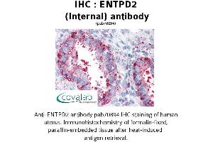 Image no. 2 for anti-Ectonucleoside Triphosphate diphosphohydrolase 2 (ENTPD2) (Internal Region) antibody (ABIN1734055) (ENTPD2 抗体  (Internal Region))