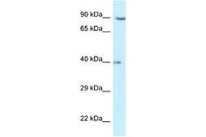 Image no. 1 for anti-Replication Factor C (Activator 1) 2, 40kDa (RFC2) (AA 27-76) antibody (ABIN6747337) (RFC2 抗体  (AA 27-76))