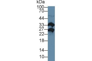 Western Blotting (WB) image for anti-Methionine Sulfoxide Reductase A (MSRA) (AA 27-235) antibody (ABIN7440893)