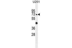GPAA1 Antibody (N-term) western blot analysis in U251 cell line lysates (35µg/lane). (GPAA1 抗体  (N-Term))