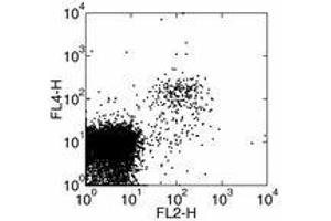 Image no. 1 for anti-Killer Cell Lectin-Like Receptor Subfamily K, Member 1 (KLRK1) antibody (ABIN476107) (KLRK1 抗体)