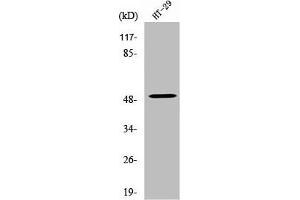 Western Blot analysis of HT29 cells using Vangl1 Polyclonal Antibody (Vangl1 抗体  (Internal Region))