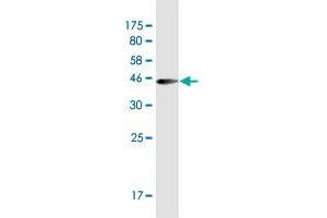 Western Blot detection against Immunogen (37. (LONRF1 抗体  (AA 1-110))