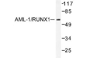 Image no. 1 for anti-Runt-Related Transcription Factor 1 (RUNX1) antibody (ABIN271868) (RUNX1 抗体)
