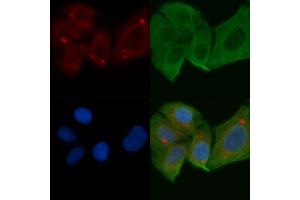 ABIN6258281 and ABIN6275236 staining Hela cells by IF/ICC. (MRPS27 抗体  (N-Term))
