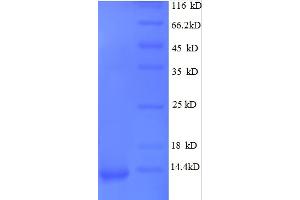 GRO alpha Protein (GRO-A) (AA 35-107) protein (His tag)