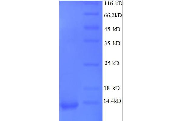 GRO alpha Protein (GRO-A) (AA 35-107) protein (His tag)