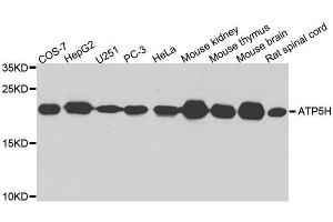 Western blot analysis of extracts of various cell lines, using ATP5H antibody. (ATP5H 抗体  (AA 1-161))