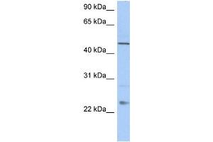 WB Suggested Anti-TMCO1 Antibody Titration:  0.