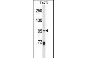 ANKS6 Antibody (Center) (ABIN657894 and ABIN2846846) western blot analysis in T47D cell line lysates (35 μg/lane). (ANKS6 抗体  (AA 505-534))