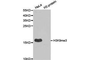 Western blot analysis of extracts of HeLa cell line and H3 protein expressed in E. (Histone 3 抗体  (H3K9me3))