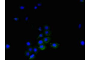 Immunofluorescence (IF) image for anti-Tumor Necrosis Factor (Ligand) Superfamily, Member 14 (TNFSF14) (AA 1-239) antibody (ABIN7173806)