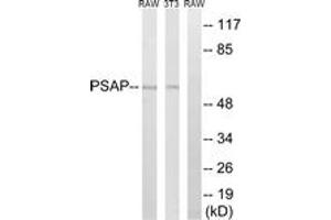 Western blot analysis of extracts from NIH-3T3/RAW264. (Prosaposin 抗体  (AA 307-356))