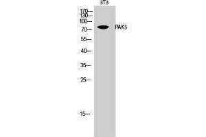 Western Blotting (WB) image for anti-P21 Protein (Cdc42/Rac)-Activated Kinase 7 (PAK7) (C-Term) antibody (ABIN3180247) (PAK7 抗体  (C-Term))