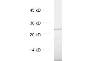 dilution: 1 : 1000, sample: pancreas homogenate (RAB3D 抗体  (AA 3-16, AA 193-210))