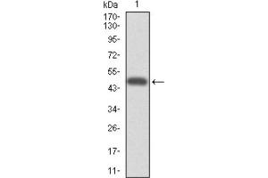 Western blot analysis using CYP3A4 antibody against HEK293 (1) and CYP3A4 (AA: 243-430) -hIgGFc transfected HEK293 (2) cell lysate. (CYP3A4 抗体)