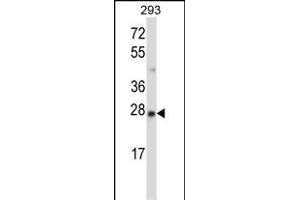 MBD3 Antibody (N-term) (ABIN657677 and ABIN2846669) western blot analysis in 293 cell line lysates (35 μg/lane). (MBD3 抗体  (N-Term))