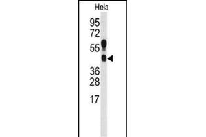 Western blot analysis of anti-PRMT1 Antibody (C-term ) (ABIN387834 and ABIN2843924) in Hela cell line lysates (35 μg/lane). (PRMT1 抗体  (C-Term))