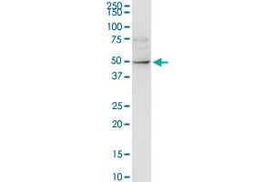 ALLC MaxPab rabbit polyclonal antibody. (Allantoicase 抗体  (AA 1-409))