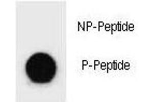 Dot Blot (DB) image for anti-BCL2-Associated Agonist of Cell Death (BAD) (pTyr110) antibody (ABIN3030133)