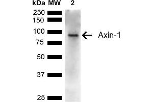 Western blot analysis of Rat Kidney showing detection of ~95 kDa Axin-1 protein using Rabbit Anti-Axin-1 Polyclonal Antibody (ABIN5667588). (Axin 抗体  (AA 470-570) (Alkaline Phosphatase (AP)))