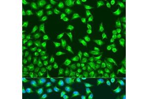 Immunofluorescence analysis of U2OS cells using MTCO2 Polyclonal Antibody at dilution of 1:100. (COX2 抗体)