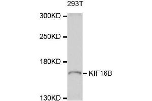 Western blot analysis of extract of 293T cells, using KIF16B antibody. (KIF16B 抗体)